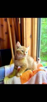 Twig -  Domestic Short Hair Cat for Adoption in Parsons, West Virginia - Twig | PetCurious