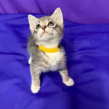 Hazelnut -  Domestic Short Hair Cat Available for Adoption in North Myrtle Beach, South Carolina - Hazelnut | PetCurious