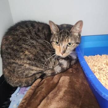 Domestic Short Hair Cats Available for Adoption in Kingman, Arizona - Precious | PetCurious