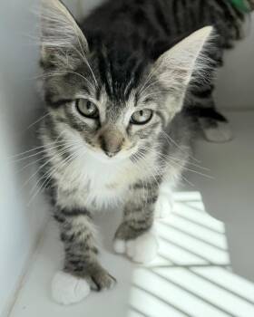 Shy Girl -  Domestic Short Hair Cat Available for Adoption in Oakland, California - Shy Girl | PetCurious