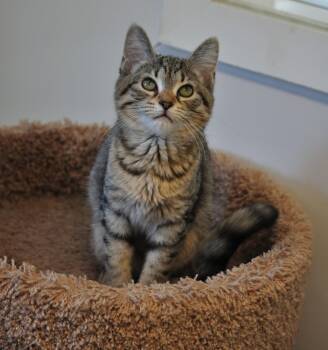 Helen -  Domestic Short Hair Cat for Adoption in Indiana, Pennsylvania - Helen | PetCurious