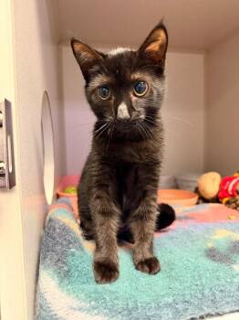 Keller -  Domestic Short Hair Cat for Adoption in Pottsville, Pennsylvania - Keller | PetCurious