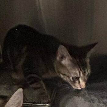 Frick -  Domestic Short Hair Cat for Adoption in Carlyle, Illinois - Frick | PetCurious