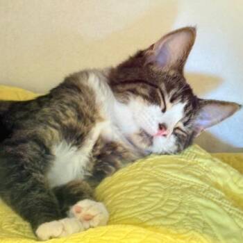 Rigby -  Domestic Short Hair Cat for Adoption in Monticello, Illinois - Rigby | PetCurious