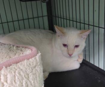 Blaze -  Domestic Short Hair and Siamese Cat for Adoption in Oviedo, Florida - Blaze | PetCurious