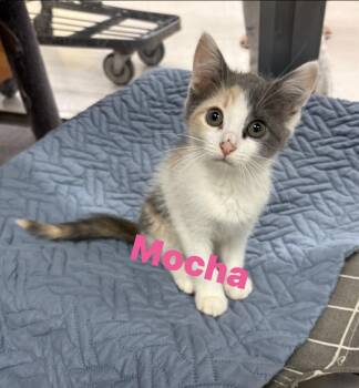 Mocha -  Domestic Short Hair Cat for Adoption in North Arlington, New Jersey - Mocha | PetCurious