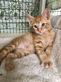 Charlie -  Tabby Cat for Adoption in Ventura, California - Charlie | PetCurious