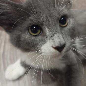 0926-19 Moss -  Domestic Short Hair Cat for Adoption in Abingdon, Maryland - 0926-19 Moss | PetCurious