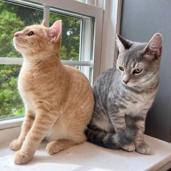 Lemony -  Domestic Short Hair Cat for Adoption in Wakefield, Massachusetts - Lemony | PetCurious