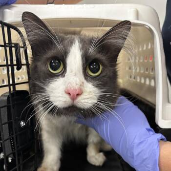 Shoyu -  Domestic Medium Hair Cat for Adoption in Salt Lake City, Utah - Shoyu | PetCurious