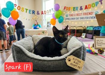 Spark -  Domestic Short Hair Cat for Adoption in Ephrata, Washington - Spark | PetCurious