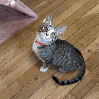 Dragonfly -  Domestic Short Hair Cat for Adoption in Rossville, Georgia - Dragonfly | PetCurious