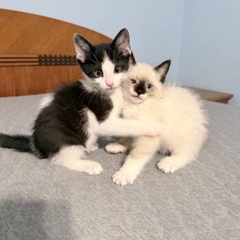 Doug -  Domestic Short Hair Cat for Adoption in Mentor, Ohio - Doug | PetCurious