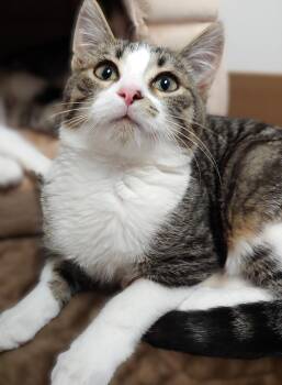Rescue Domestic Short Hair Cats for Adoption in Belmont, New York - Rudolph | PetCurious