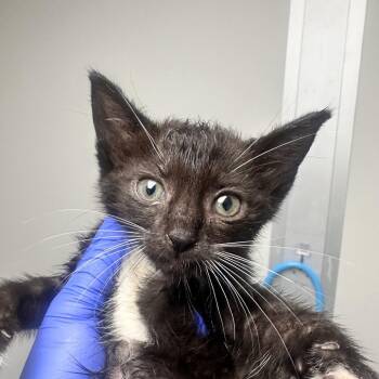 Mavis -  Domestic Short Hair Cat for Adoption in Concord, North Carolina - Mavis | PetCurious