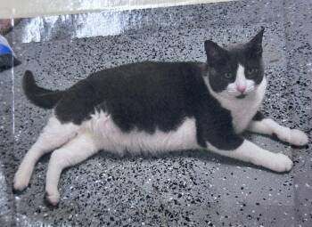 Gray Freeport -  Domestic Short Hair Cat for Adoption in Westbury, New York - Gray Freeport | PetCurious