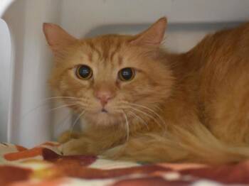Domestic Medium Hair Cats Available for Adoption in Portland, Oregon - Hufflepuff | PetCurious