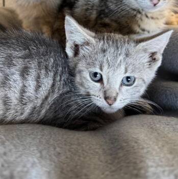 JoLee -  Domestic Short Hair Cat for Adoption in Saginaw, Michigan - JoLee | PetCurious
