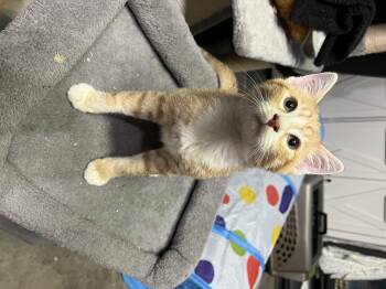 Rescue Tabby Cats for Adoption in Maitland, Florida - Simon | PetCurious