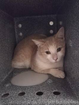 Domestic Short Hair Cats Available for Adoption in Athens, Tennessee - Devin | PetCurious