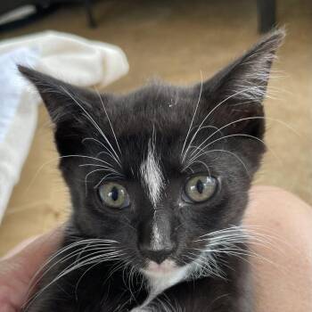 Jessie -  Domestic Short Hair Cat for Adoption in Huntsville, Alabama - Jessie | PetCurious