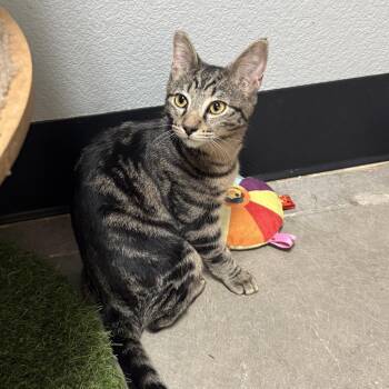 Alice Trapper -  Domestic Short Hair and Bengal Cat for Adoption in Las Vegas, Nevada - Alice Trapper | PetCurious
