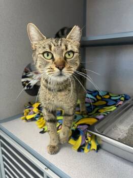Rescue Domestic Short Hair Cats for Adoption in Montgomery, New Jersey - Felicity | PetCurious