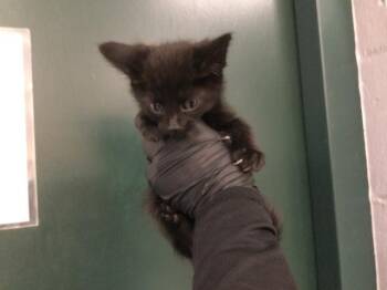 Domestic Short Hair Cats Available for Adoption in Thousand Palms, California - DIPSY | PetCurious