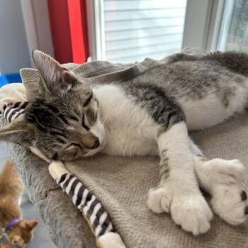 Frankie -  Domestic Short Hair Cat for Adoption in North Haven, Connecticut - Frankie | PetCurious