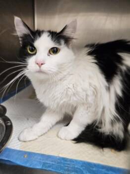 Domestic Long Hair Cats Available for Adoption - Ruffles | PetCurious