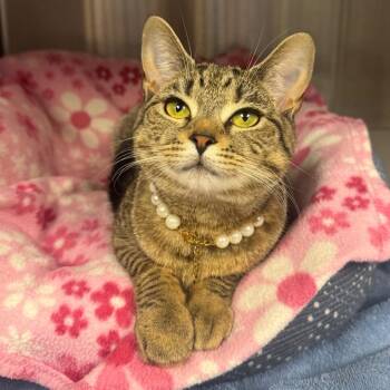 Domestic Short Hair Cats Available for Adoption - Pretty | PetCurious