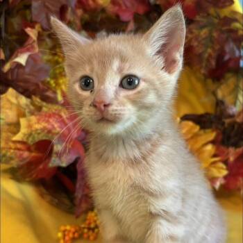 Foster Leo -  Domestic Short Hair and Tiger Cat for Adoption in Batavia, New York - Foster Leo | PetCurious