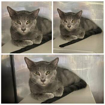 Nattie -  Domestic Short Hair Cat for Adoption in Dublin, Virginia - Nattie | PetCurious