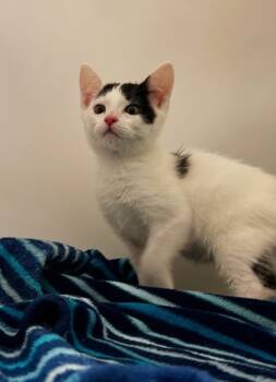 Rescue Domestic Medium Hair and Domestic Short Hair Cats for Adoption in Walla Walla, Washington - Snowy | PetCurious