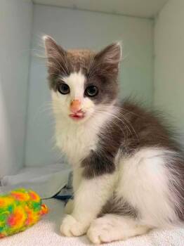 Billy -  Domestic Medium Hair Cat for Adoption in Delson, Quebec - Billy | PetCurious