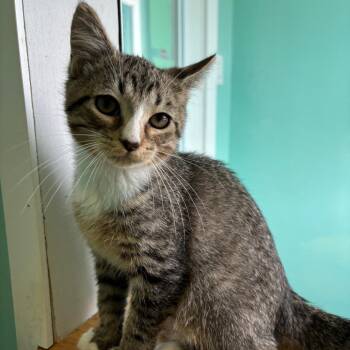 Jett -  Domestic Short Hair Cat for Adoption in Marion, Virginia - Jett | PetCurious