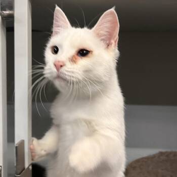 Domestic Short Hair Cats Available for Adoption in Hemet, California - Frostine | PetCurious