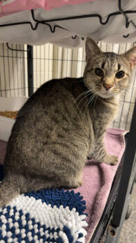 Rescue Domestic Short Hair Cats for Adoption in Norfolk, Virginia - Buddy | PetCurious