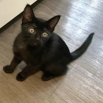 Rescue Domestic Short Hair Cats for Adoption in Austin, Texas - Hayden 22 | PetCurious