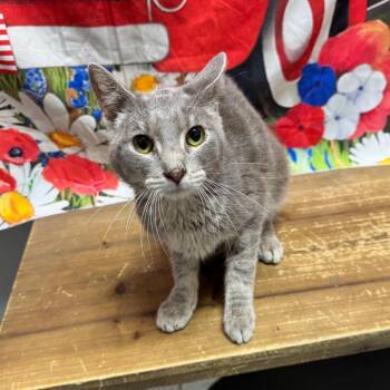 Solar -  American Shorthair Cat for Adoption in Normal, Illinois - Solar | PetCurious