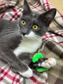 Rescue Domestic Short Hair Cats for Adoption in Brick Township, New Jersey - Willow | PetCurious