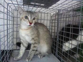 MARIAH -  Domestic Short Hair Cat for Adoption in Fort Lauderdale, Florida - MARIAH | PetCurious