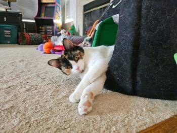 Dolce -  Domestic Short Hair Cat for Adoption in Chicago, Illinois - Dolce | PetCurious