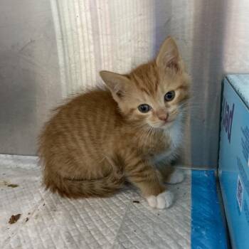 Pumpkin -  Domestic Short Hair Cat for Adoption in Greensboro, North Carolina - Pumpkin | PetCurious