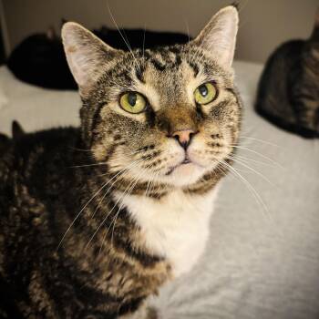 Harold -  Domestic Short Hair Cat for Adoption in Buffalo, New York - Harold | PetCurious
