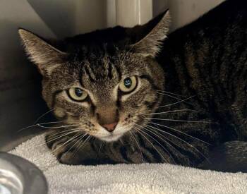 Tiger Lily -  Domestic Short Hair Cat Available for Adoption in Gillette, Wyoming - Tiger Lily | PetCurious