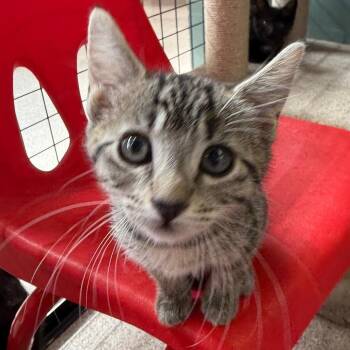 Domestic Short Hair Cats Available for Adoption in Sarasota, Florida - Columbia | PetCurious