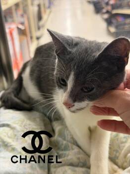 Chanel -  Domestic Short Hair Cat for Adoption in Hazlet, New Jersey - Chanel | PetCurious