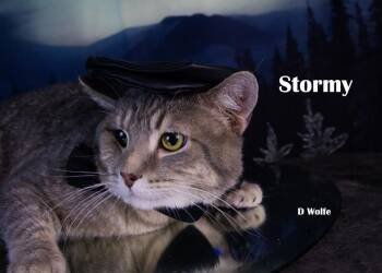 Stormy -  American Shorthair Cat for Adoption in York, Nebraska - Stormy | PetCurious