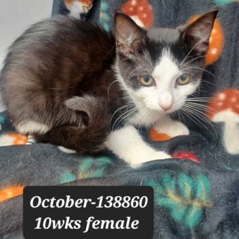 Rescue Domestic Short Hair Cats for Adoption in New Tazewell, Tennessee - October | PetCurious